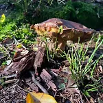 Nature * Albrechtice v Jizerskych horach