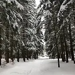 Nature *