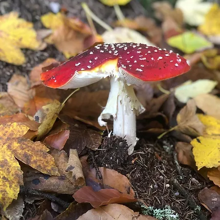 Lägenhet Nature Albrechtice v Jizerskych horach