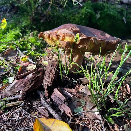 Nature * ألبيرتشيك في ييزريسكي هوراش