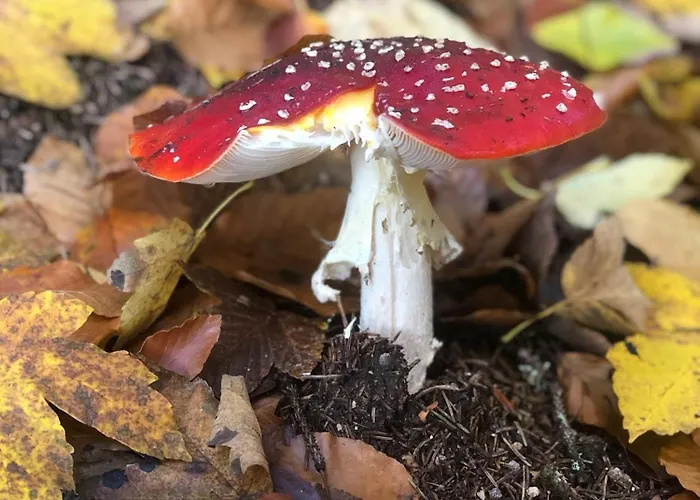 Lägenhet Nature Albrechtice v Jizerskych horach